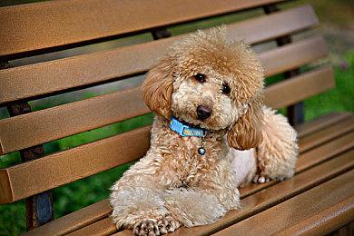 《人中之龙7外传 无名之龙》娱乐场所详情 11月9日发售